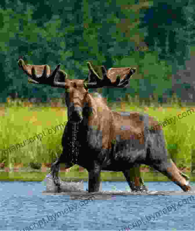 A Close Up Of A Moose Standing In The Shallows Of The Yukon River, With Lush Vegetation And Mountains In The Background. A Land Gone Lonesome: An Inland Voyage Along The Yukon River