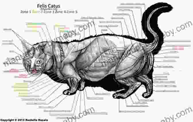 A Detailed Anatomical Study Of A Feline Body, Showcasing Muscles, Bones, And Proportions. Drawing Furries: Learn How To Draw Creative Characters Anthropomorphic Animals Fantasy Fursonas And More (How To Draw Books)