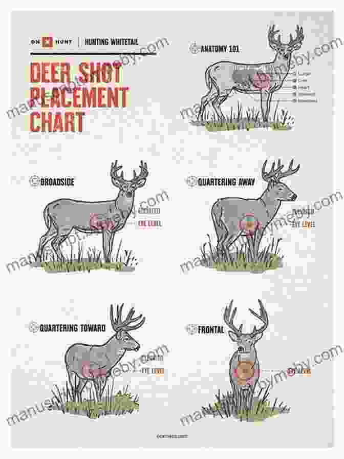 A Diagram Showing The Ideal Shot Placement For Mule Deer So You Want To Hunt The West For Mule Deer: Now What