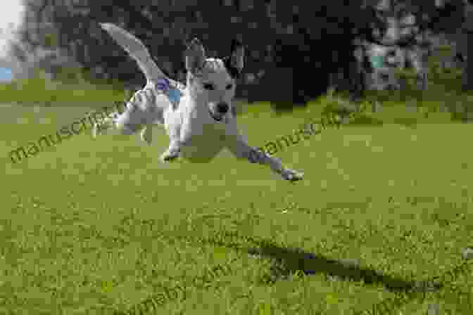 A Happy Dog Jumping In The Park, Surrounded By Hearts How To Be Your Dog S Best Friend: A Training Manual For Dog Owners