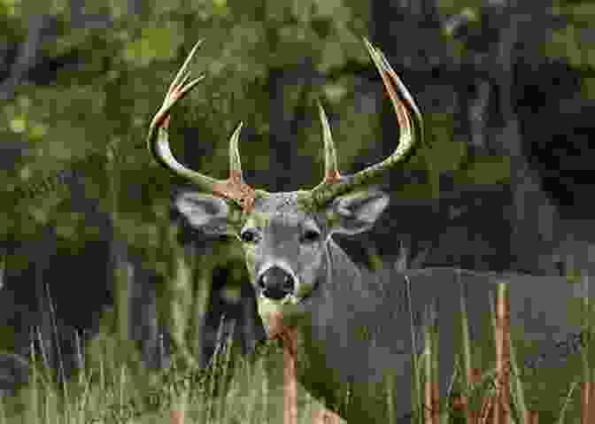 A Hunter Measuring The Antlers Of A Harvested Mule Deer So You Want To Hunt The West For Mule Deer: Now What