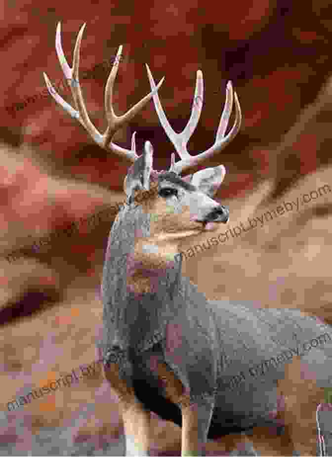 A Majestic Mule Deer Standing In A Dense Forest So You Want To Hunt The West For Mule Deer: Now What