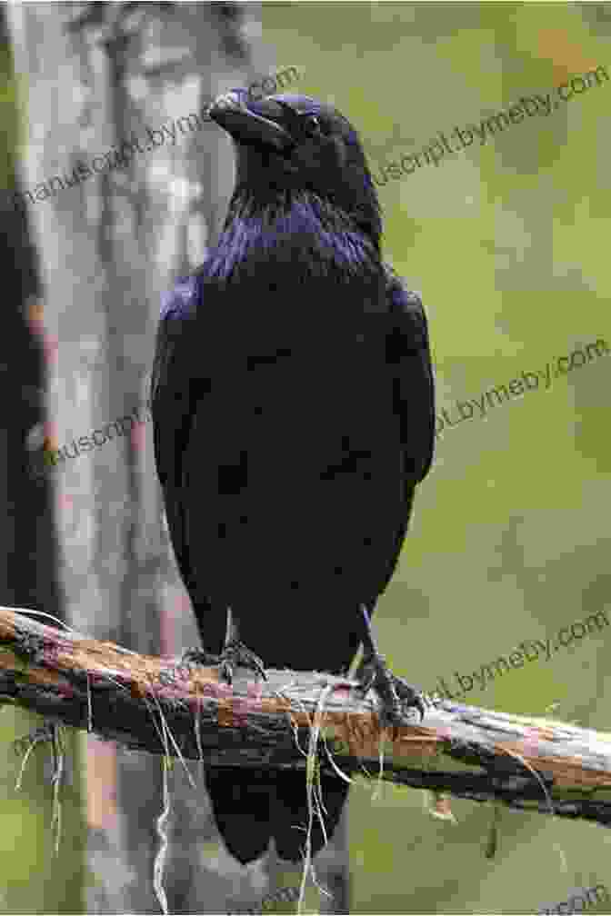 A Photograph Of A Crow Perched On A Branch, Its Intelligent Eyes Gazing Out At The Reader. Crow Planet: Essential Wisdom From The Urban Wilderness