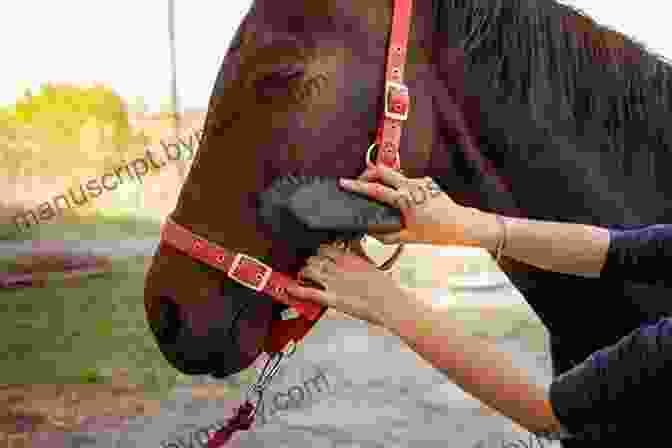 A Soldier Grooming A Horse, Demonstrating The Importance Of Proper Horse Care. H Dv 12: Army Riding Regulation 12