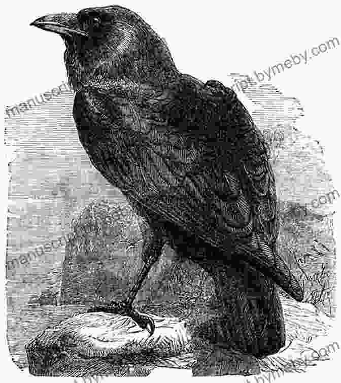 A Striking Illustration Of The Raven, A Bird Of Ominous Prophecy Folk Tales From The Russian: Complete With Classic Illustrations