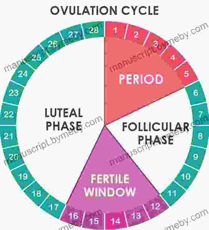 A Woman Reading 'Taking Charge Of Your Fertility' With A Fertility Chart Open Beside Her Taking Charge Of Your Fertility: The Definitive Guide To Natural Birth Control Pregnancy Achievement And Reproductive Health