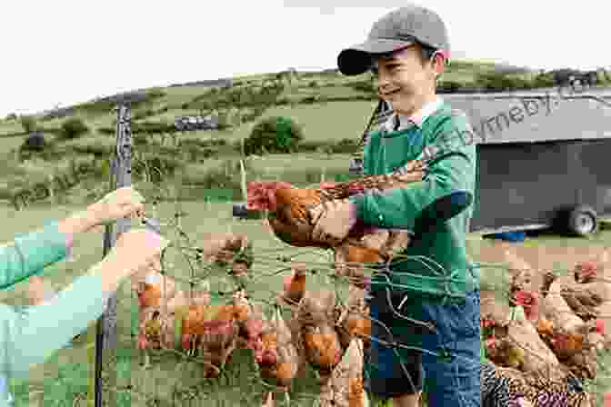 A Young Boy Herding Hens On A Lush Green Farm Ridge Stories: Herding Hens Powdering Pigs And Other Recollections From A Boyhood In The Driftless