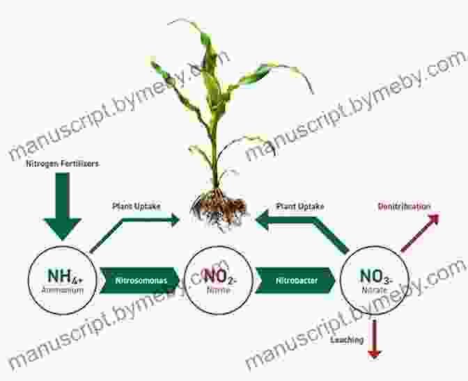 Image Depicting The Process Of Nitrate Feeding In Soil Nitrate Won T Wait: A History Of Film Preservation In The United States