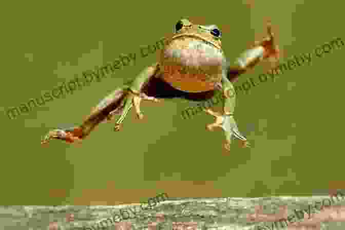 Jim The Jumping Frog Leaping Into The Air With Great Height And Agility Rosie The Ribeter: The Celebrated Jumping Frog Of Calaveras County (Another Extraordinary Animal 4)