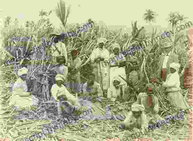 Sugar Plantation In The Caribbean Empire S Crossroads: A History Of The Caribbean From Columbus To The Present Day