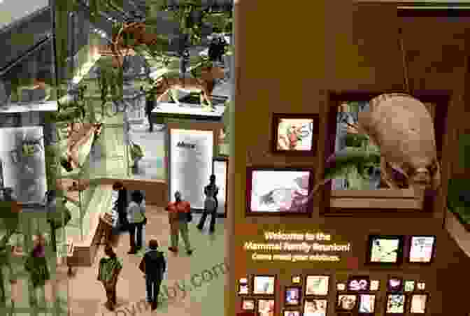 The Smithsonian National Museum Of Natural History, A Treasure Trove Of Natural Wonders Places To Visit In Washington DC Geography Grade 1 Children S Explore The World