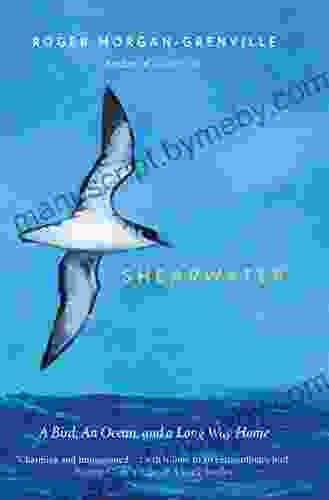 Shearwater: A Bird An Ocean And A Long Way Home